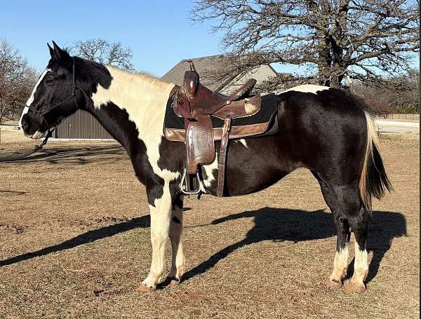 black-overo-hazing-horse