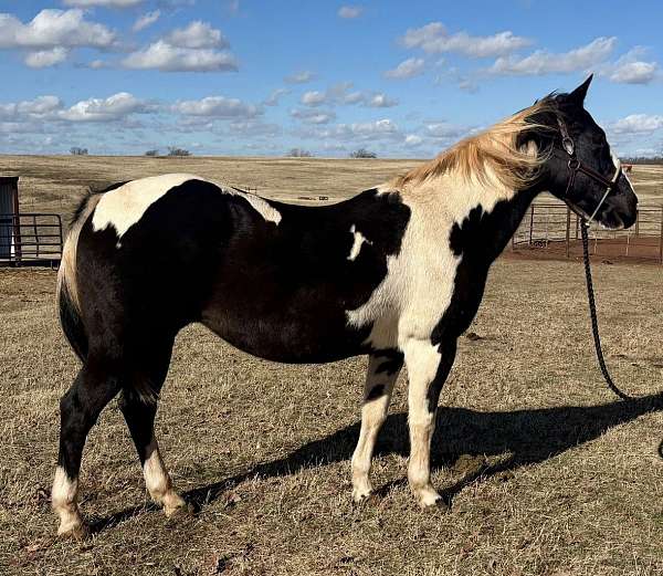 black-overo-racing-horse