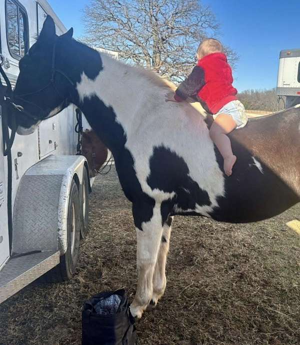 team-dr-paint-horse