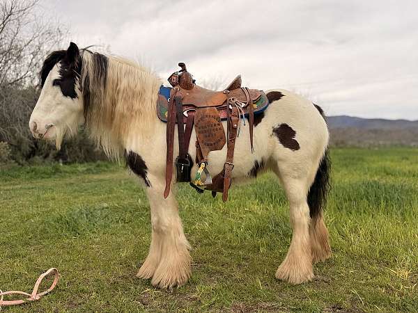 black-flashy-parade-horse