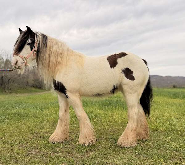 gets-along-with-others-gypsy-vanner-horse