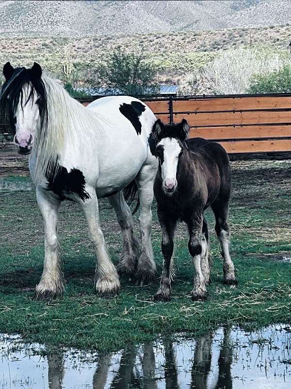 sd-bred-mare