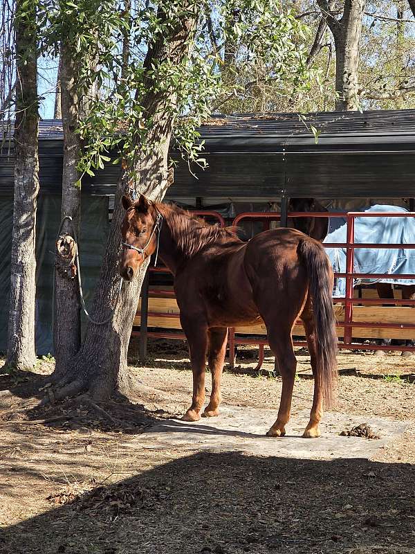 shared-gelding