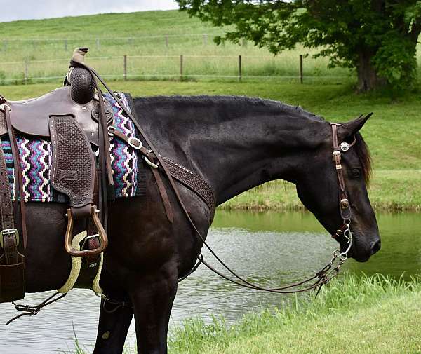 fancy-gelding-friesian-horse