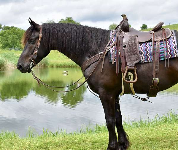 dressage-prospect-friesian-horse