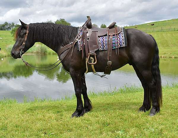 trick-trained-friesian-horse