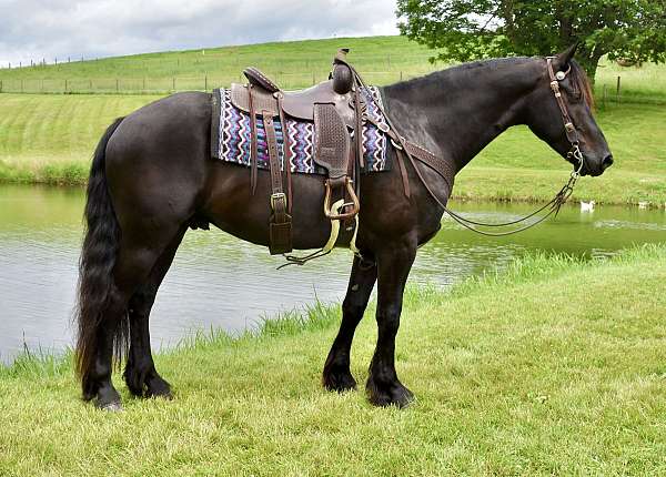 driving-friesian-horse