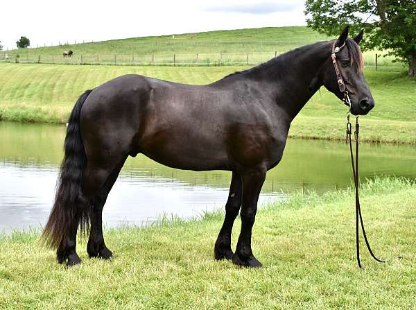 carriage-horse-friesian
