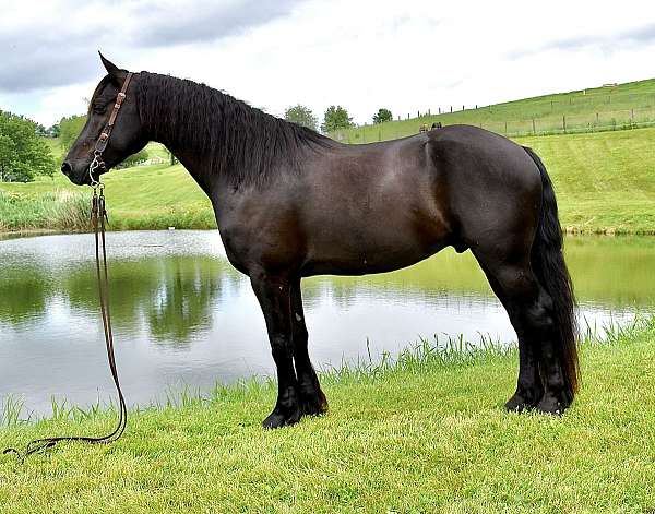 black-beauty-friesian-horse