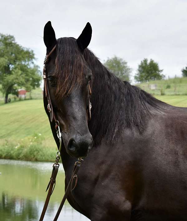 black-gelding-friesian-horse
