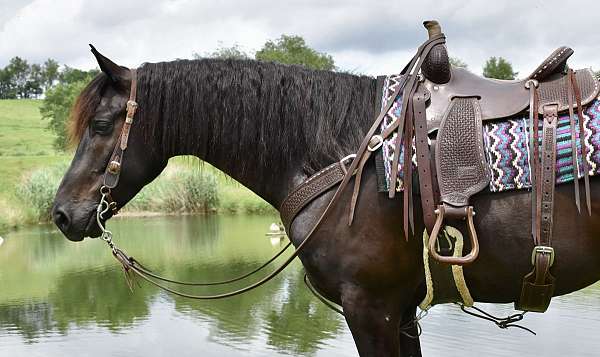 friesian-cross-horse