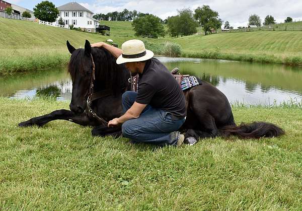 all-around-friesian-horse