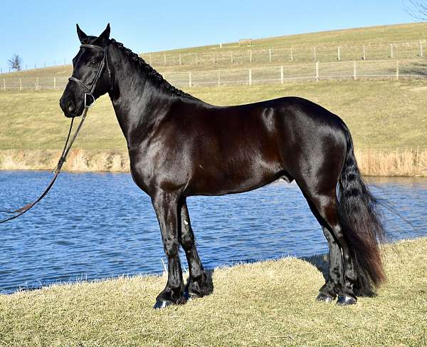 athletic-friesian-horse