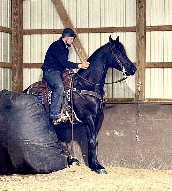classical-friesian-horse