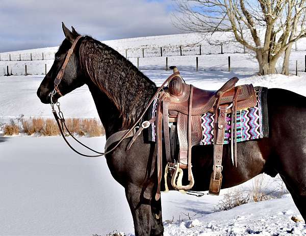 cross-friesian-horse
