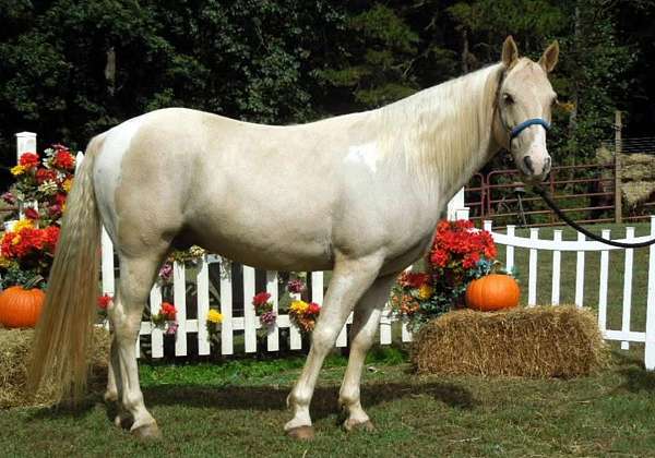team-roping-spotted-saddle-horse