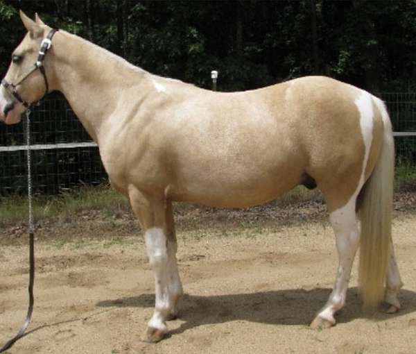 arena-work-spotted-saddle-horse
