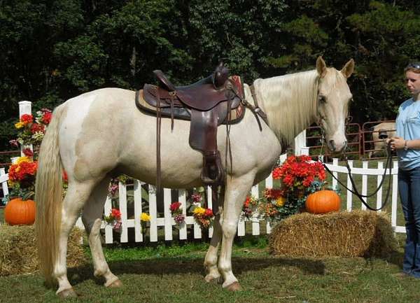 barrel-pole-spotted-saddle-horse