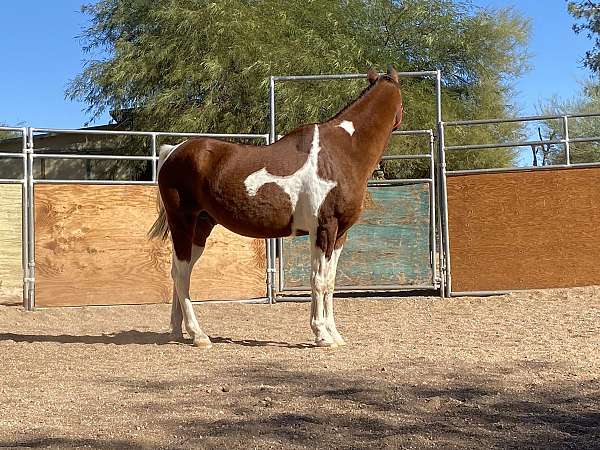 half-arabian-horse-for-sale