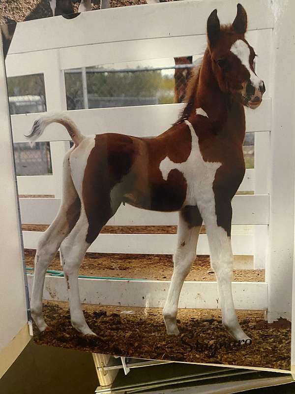 half-arabian-horse