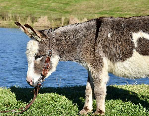 trick-trained-donkey