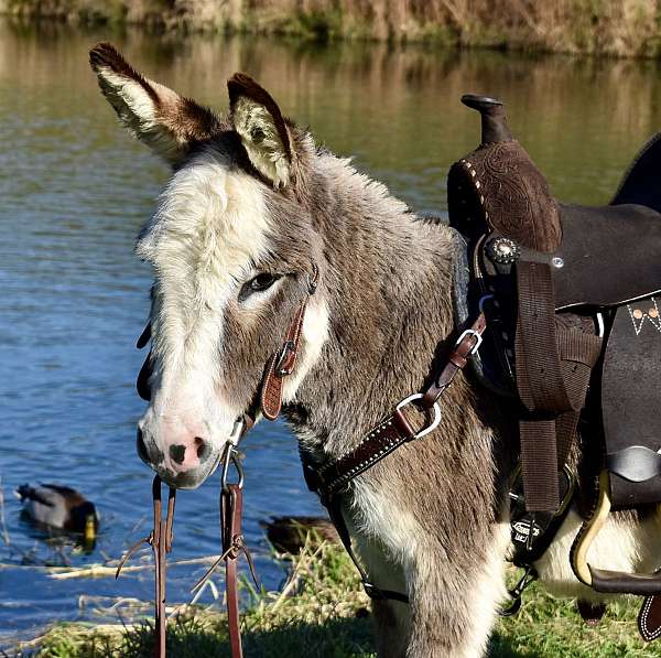 grey-ridden-english-donkey