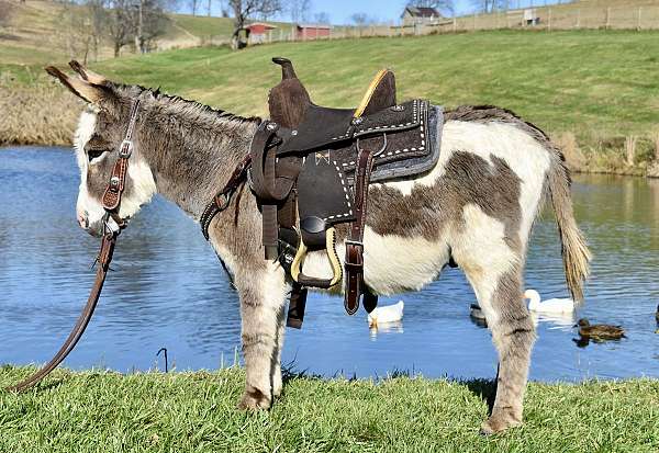 grey-team-driving-donkey