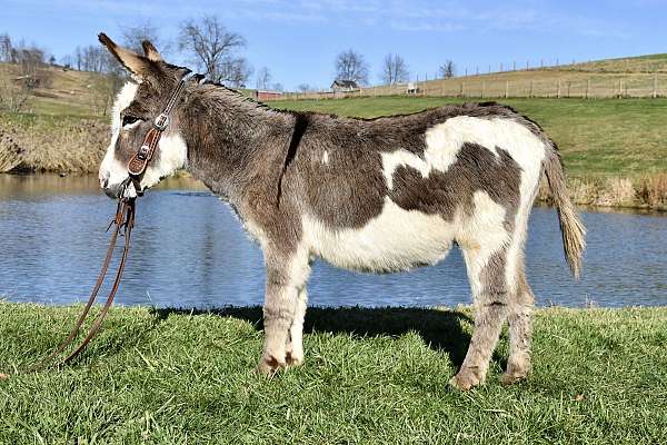 grey-trail-riding-donkey