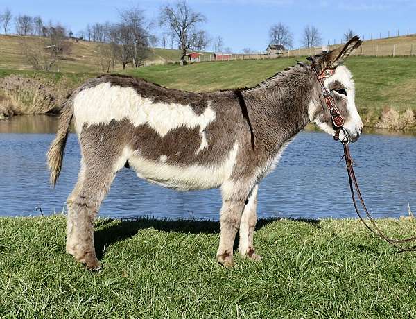 grey-trained-donkey