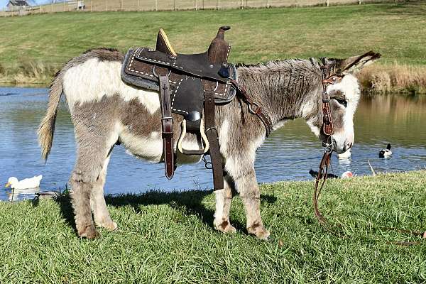 grey-trick-donkey
