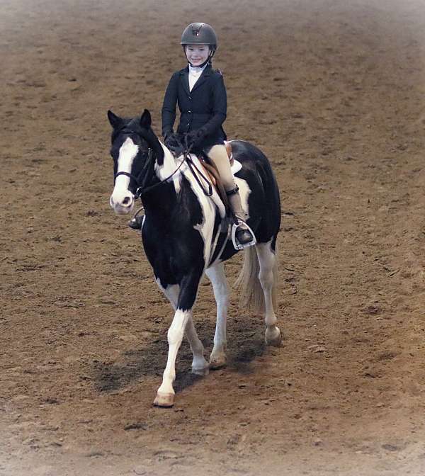 pinto-paint-pony