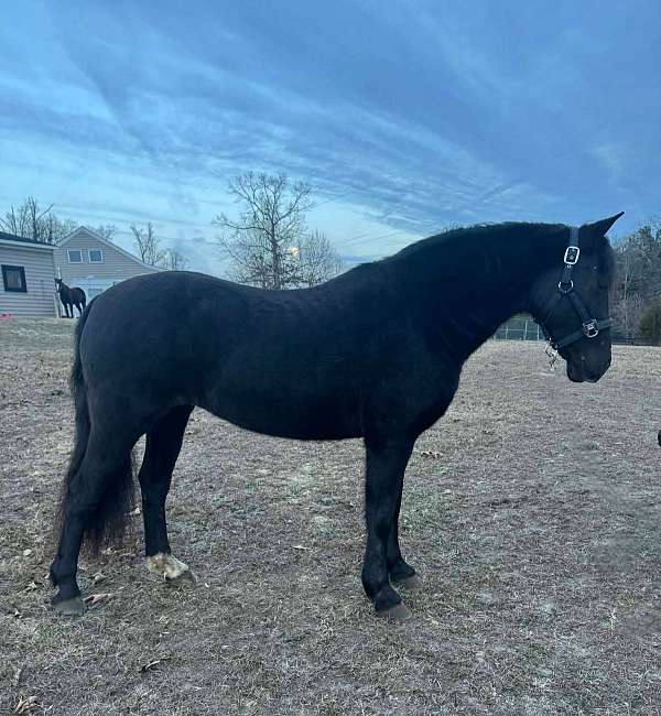welsh-pony-mare