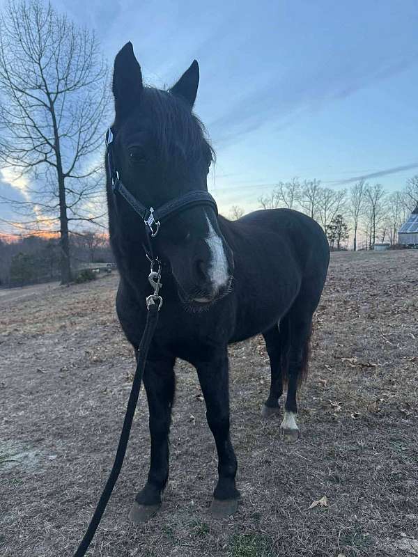 welsh-pony-for-sale