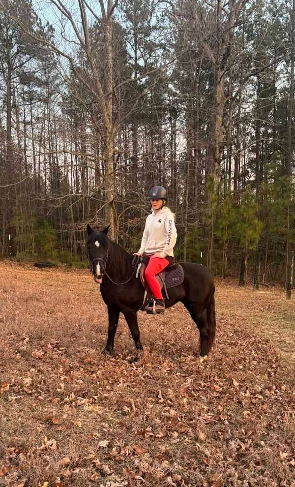 welsh-pony