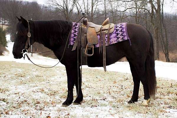 15-hand-friesian-mare