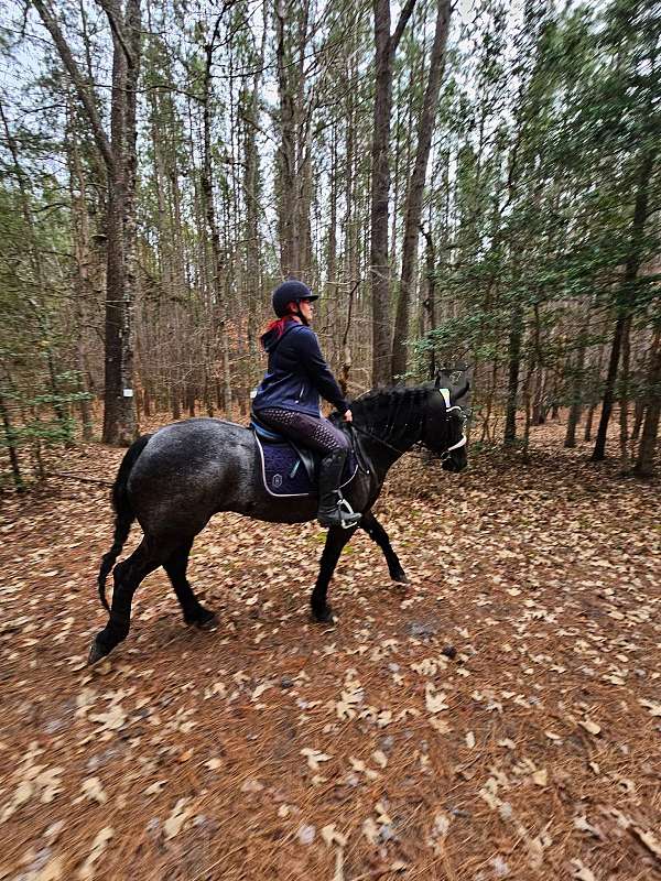 blue-roan-roan-friesian-percheron