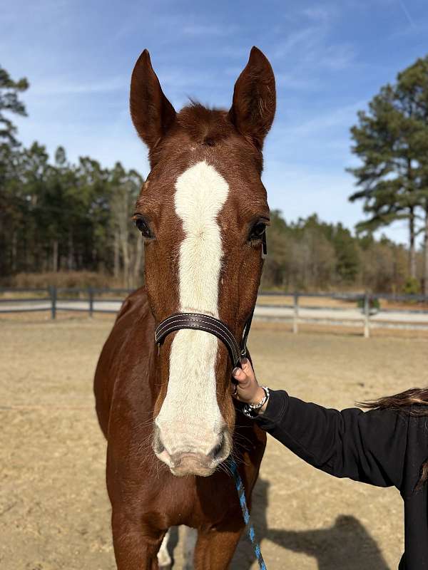 16-hand-draft-gelding
