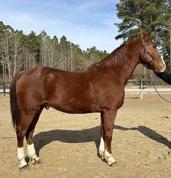 sorrel-gelding-for-sale