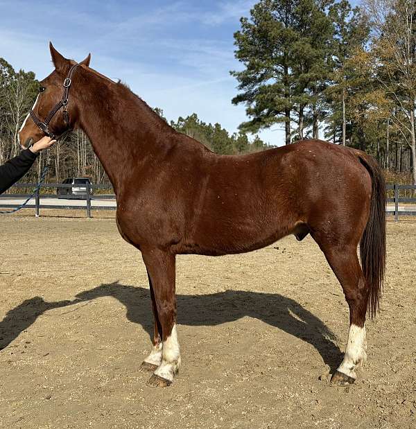 sorrel-draft-gelding