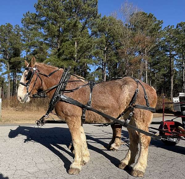 17-hand-belgian-gelding