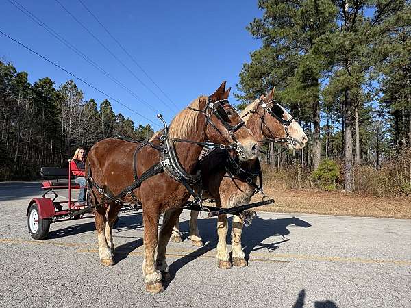 sorrel-belgian-gelding