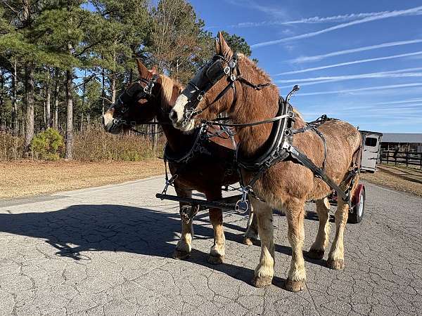 sorrel-gelding-for-sale