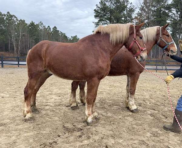 sorrel-gelding-for-sale