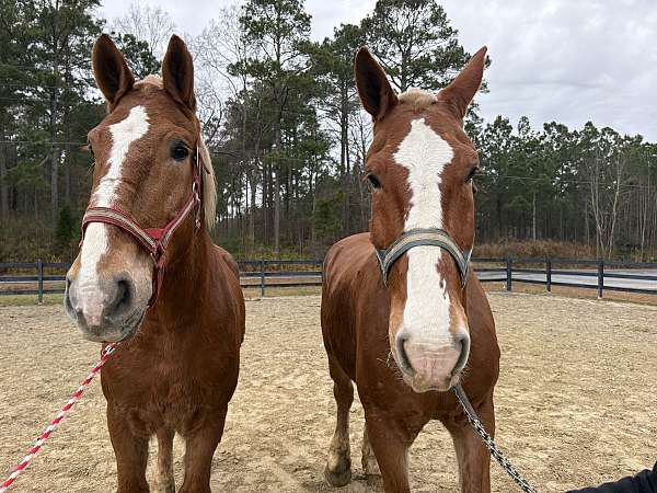 18-hand-belgian-gelding