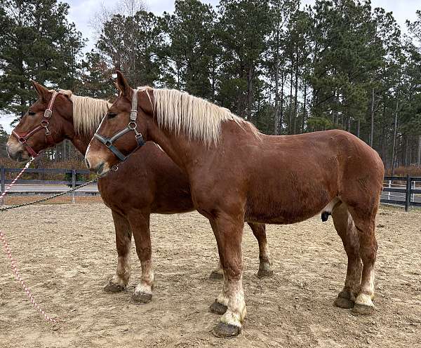 sorrel-belgian-gelding