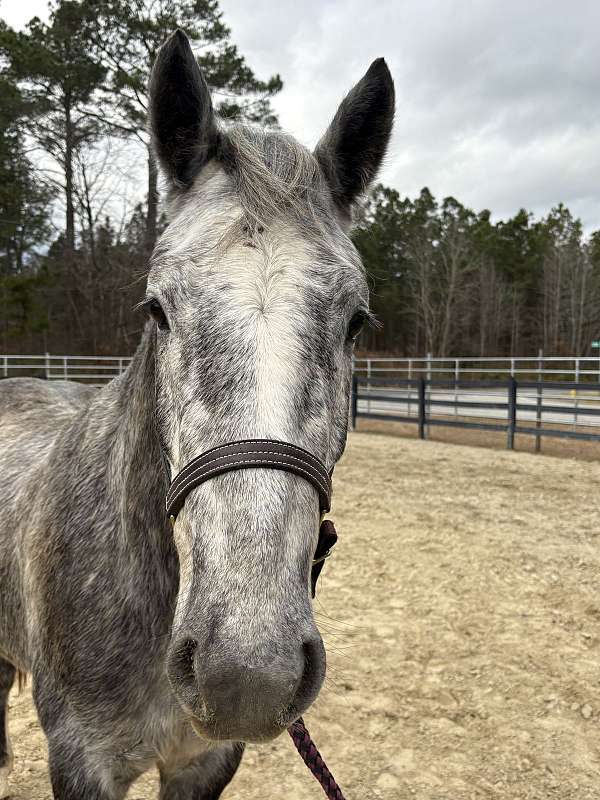 15-hand-draft-gelding