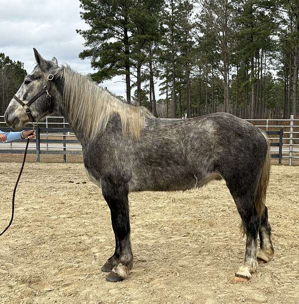 grey-draft-gelding