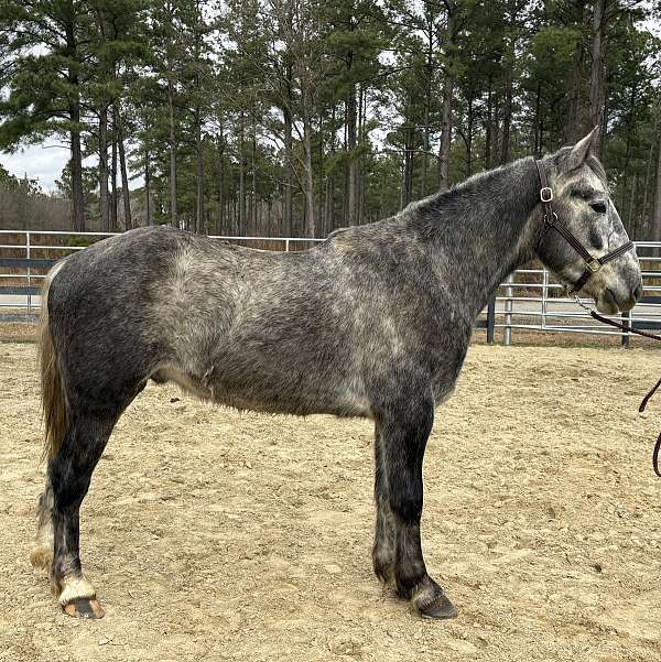grey-gelding-for-sale