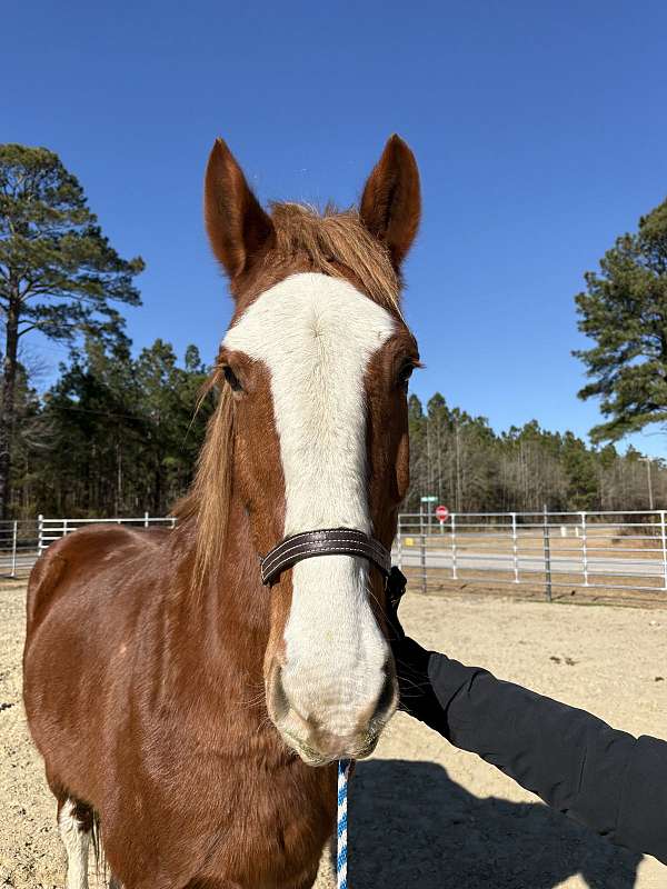 17-hand-belgian-gelding