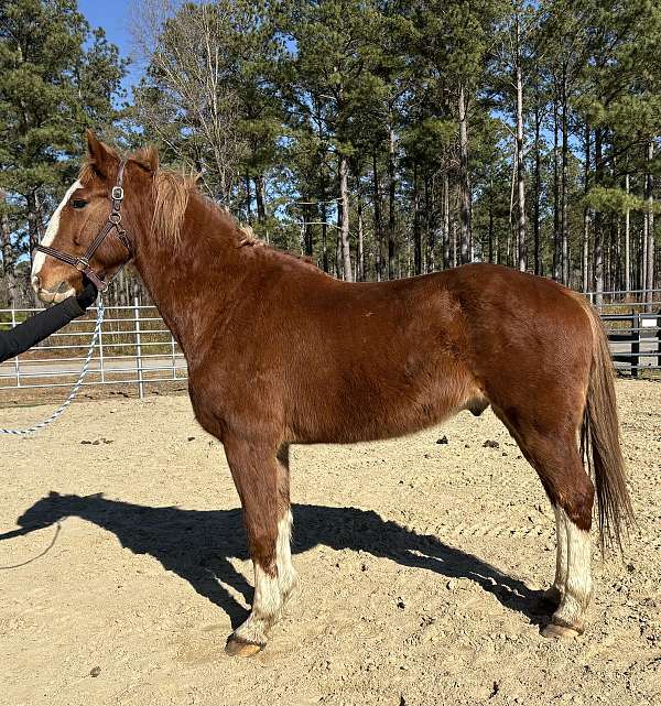 sorrel-belgian-gelding